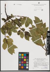 Foto von Salix mielichhoferi Saut.